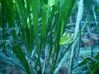 Infiorescenze-Posidonia-1