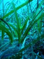 Infiorescenze-Posidonia-4