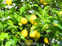 Limoni di Ischia