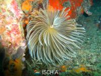 Diving_Sub_Ischia_mare-0912