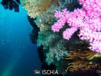 Diving_Sub_Ischia_mare-1024