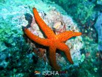 Diving_Sub_Ischia_mare-13