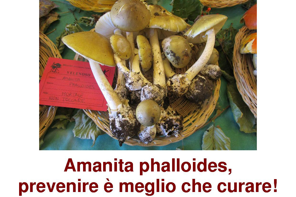 Amanita phalloides