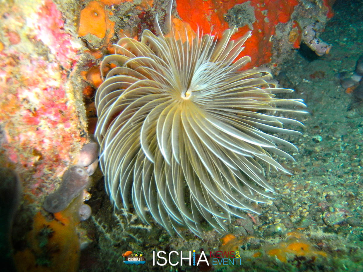 Fondali marini dell'isola d'Ischia