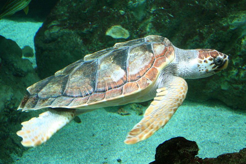 Caretta_caretta