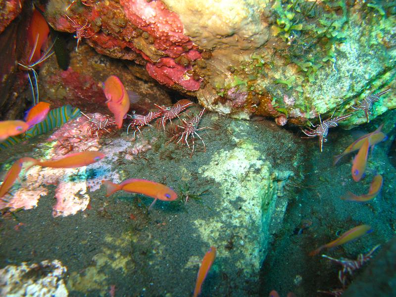 krill mediterraneo