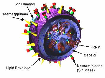 h1n1