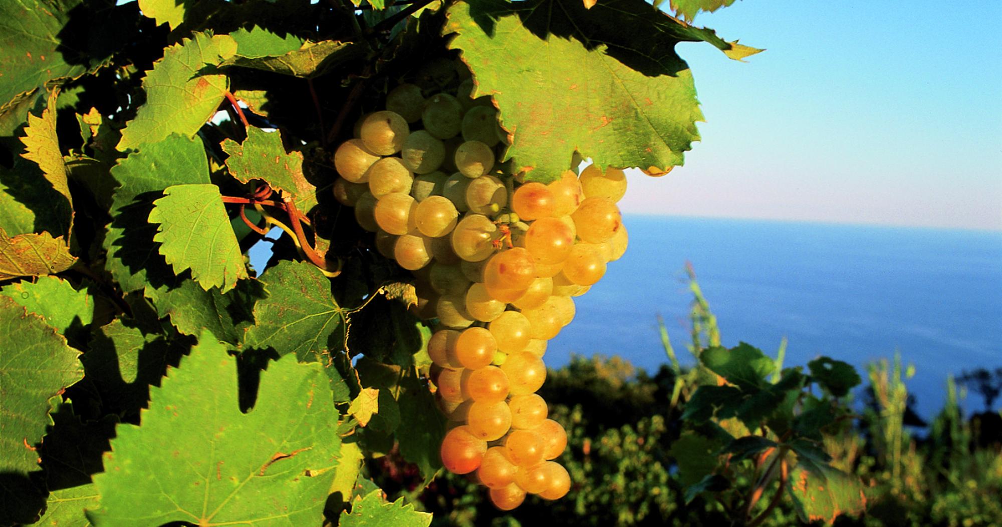 Andar per Cantine