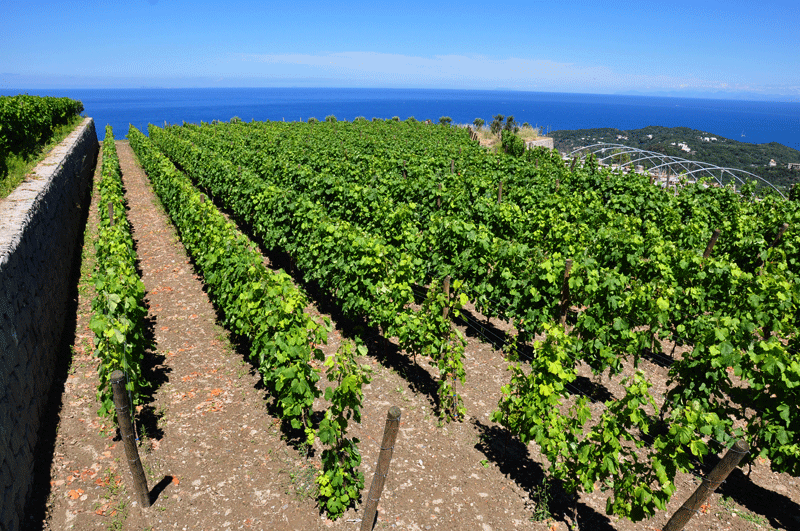 vinicratecaischia