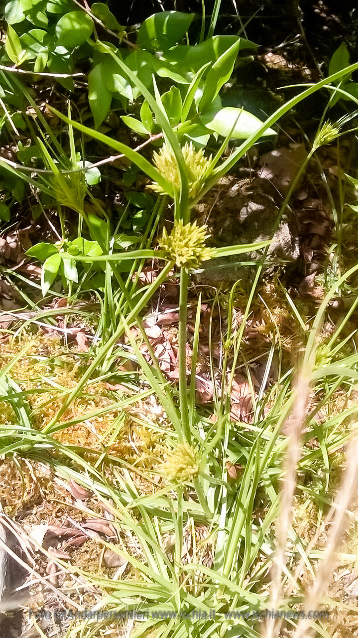 Andar per sentieri Bosco della Maddalena nel comune di Casamicciola Terme, Cyperus Polistachius detto anche papiro delle fumarole - isola d'Ischia