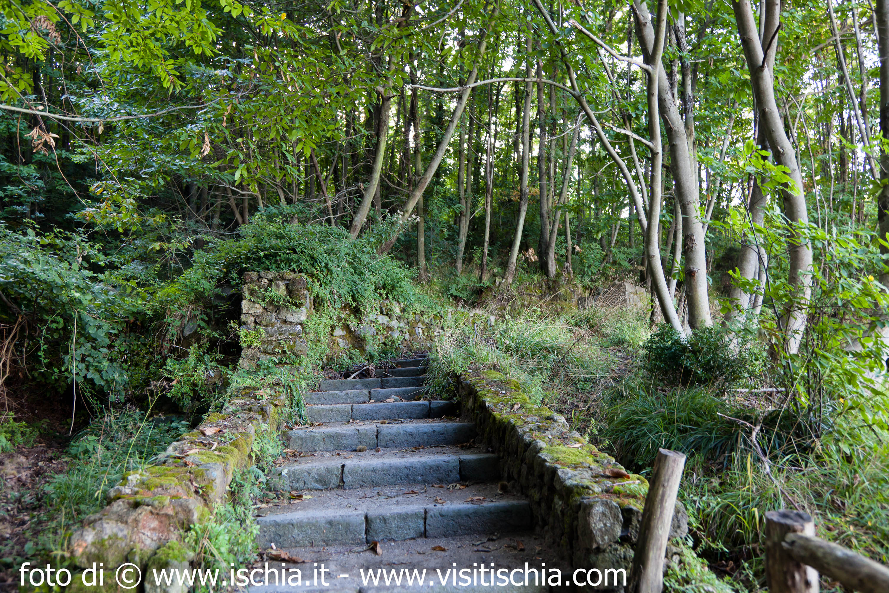 Bosco del Cretaio Barano d'Ischia